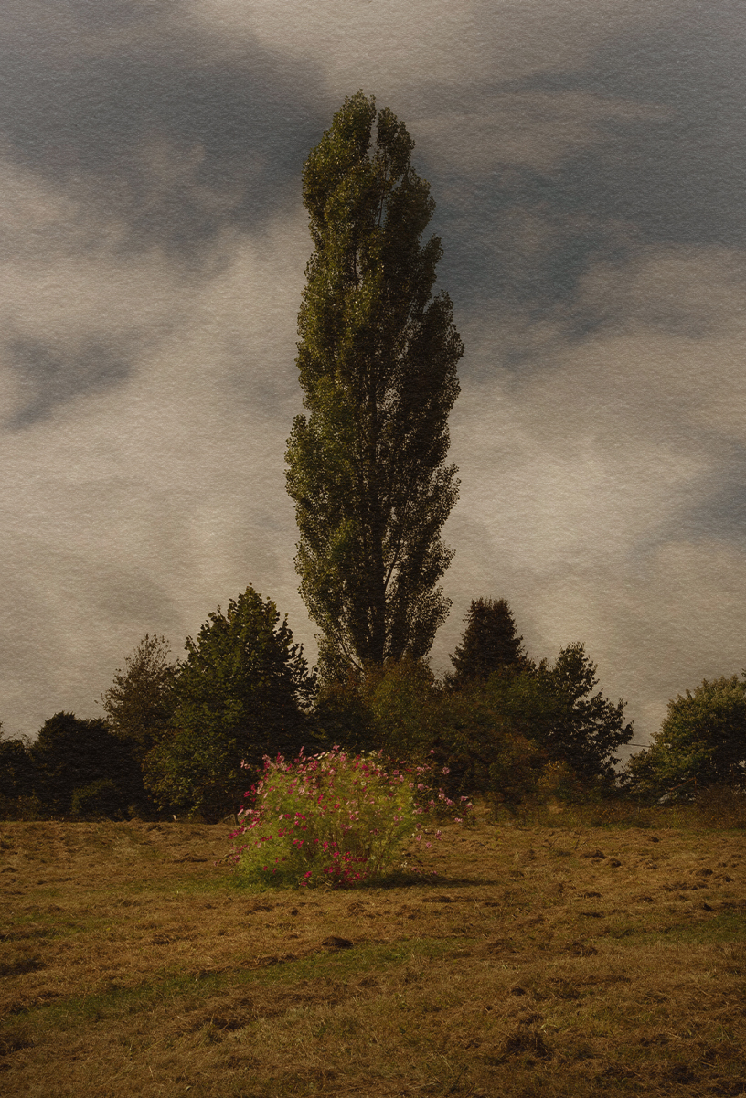 Garden and Trees, Eiche, Quercus